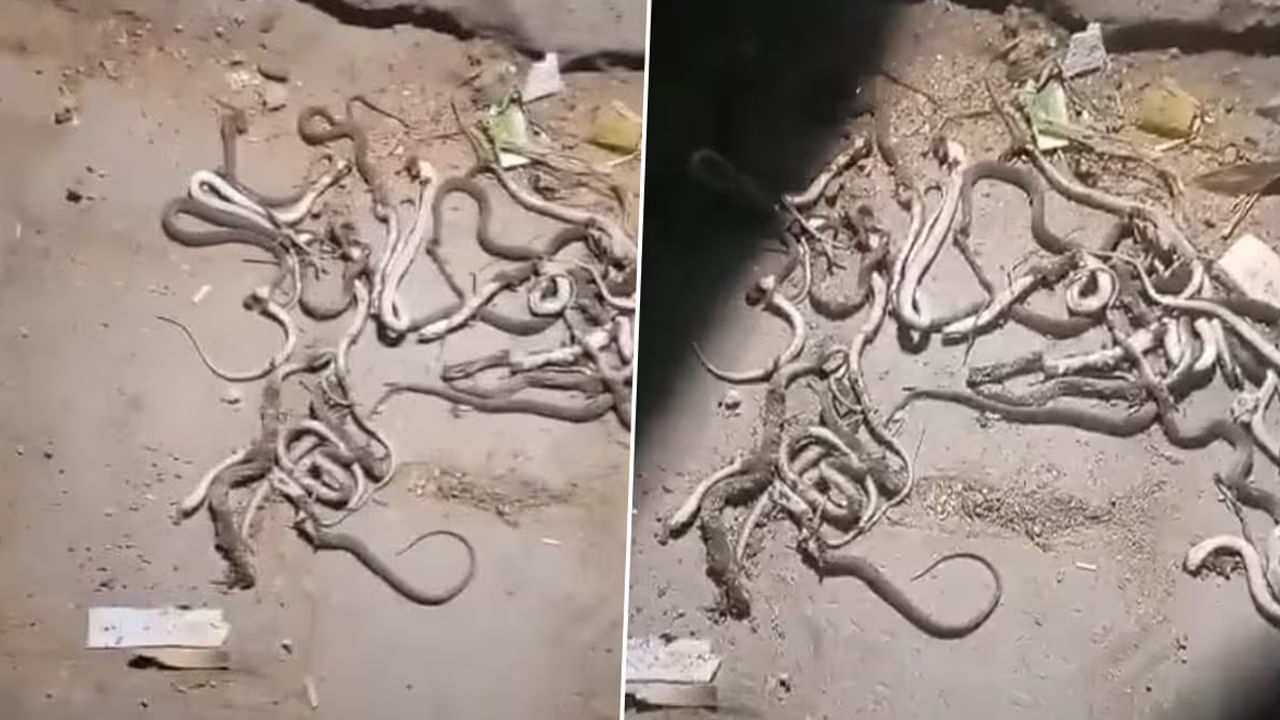 Viral News: వామ్మో ఇదేంటి భయ్యా.. ఇంట్లో ఇన్ని పాములా..?