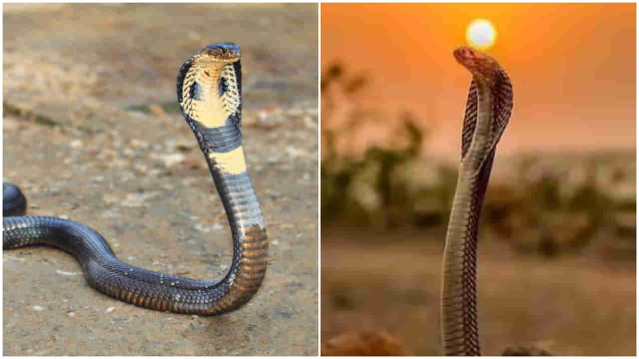 Nagamani: ఇది దగ్గరుంటే దుష్టశక్తులు దూరం.. రోగాలు నయం!.. నాగమణికి ఉండే పవర్స్ నిజమేనా?