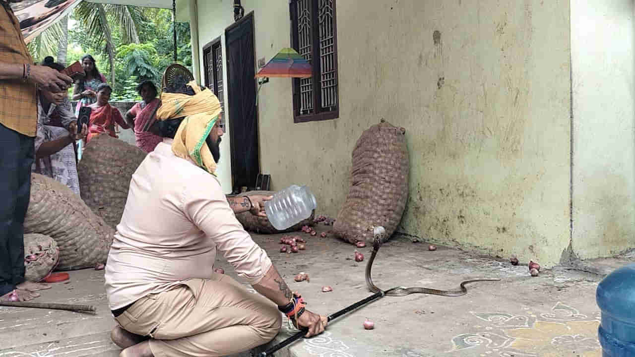 Andhra Pradesh Video: కొబ్బరి కాయల్లోనుంచి వింత సౌండ్లు.. అక్కడ కనిపించింది చూసి పరుగో పరుగు