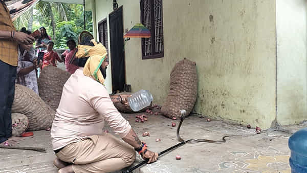 Andhra Pradesh Video: కొబ్బరి కాయల్లోనుంచి వింత సౌండ్లు.. అక్కడ కనిపించింది చూసి పరుగో పరుగు