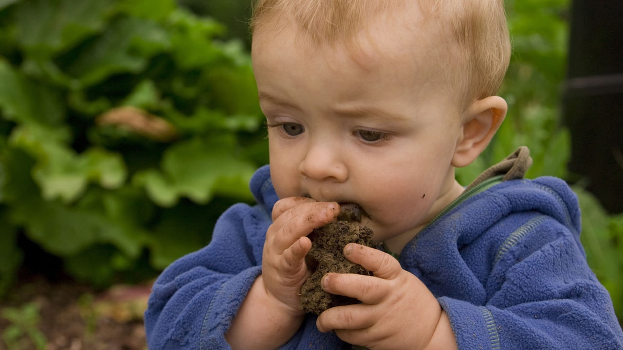 పిల్లలు అనుకోకుండా మట్టిని తినడం వల్ల కలిగే ఆరోగ్య ప్రమాదాలు నేల రకం, దాని కాలుష్య స్థాయిని బట్టి మారుతూ ఉంటాయి. మట్టి తినడం పిల్లల జీర్ణవ్యవస్థ నాశనం అవుతుంది. పిల్లలు ప్రమాదవశాత్తు మట్టిని తిన్నప్పుడు, మొదటగా వారి శరీరం ఆ పదార్థాన్ని నిర్వహించడానికి ప్రయత్నించవచ్చు. ఫలితంగా, అది కడుపులో స్వల్ప వాంతులు లేదా వికారం వంటి స్వల్ప అవాంతరాలను కలిగిస్తుంది. శరీరంలోకి తీసుకున్న మట్టిని శుభ్రపరిచే ప్రయత్నంలో శరీర రోగనిరోధక వ్యవస్థ వాంతులు లేదా విరేచనాలను రేకెత్తిస్తుంది.