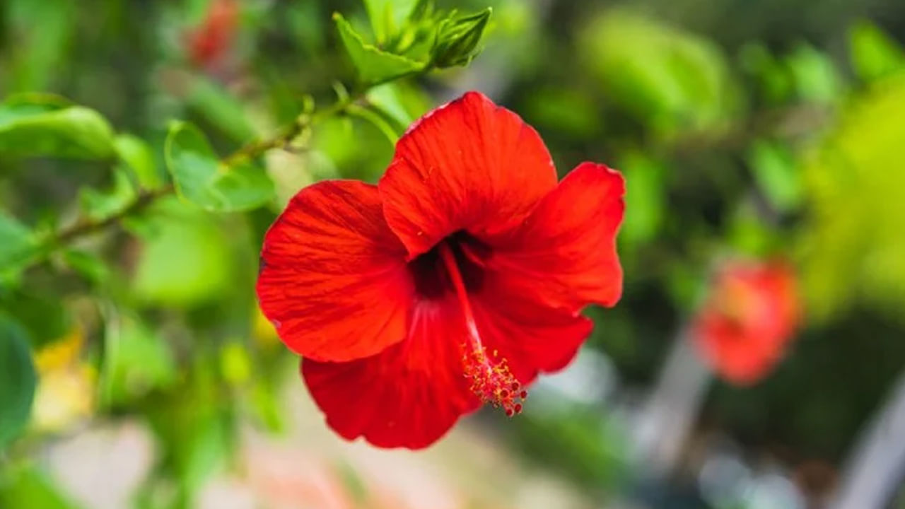 మందార మొక్క, వేప మొక్కలు ముఖ్యంగా చెడు దృష్టి నుంచి రక్షించడంలో ప్రభావవంతంగా పరిగణించబడతాయి. దక్షిణ దిశలో ఈ మొక్కలను పెంచుకోవడం వలన ఇంటిని రక్షించడమే కాకుండా వ్యాధులను కూడా నివారిస్తుంది.