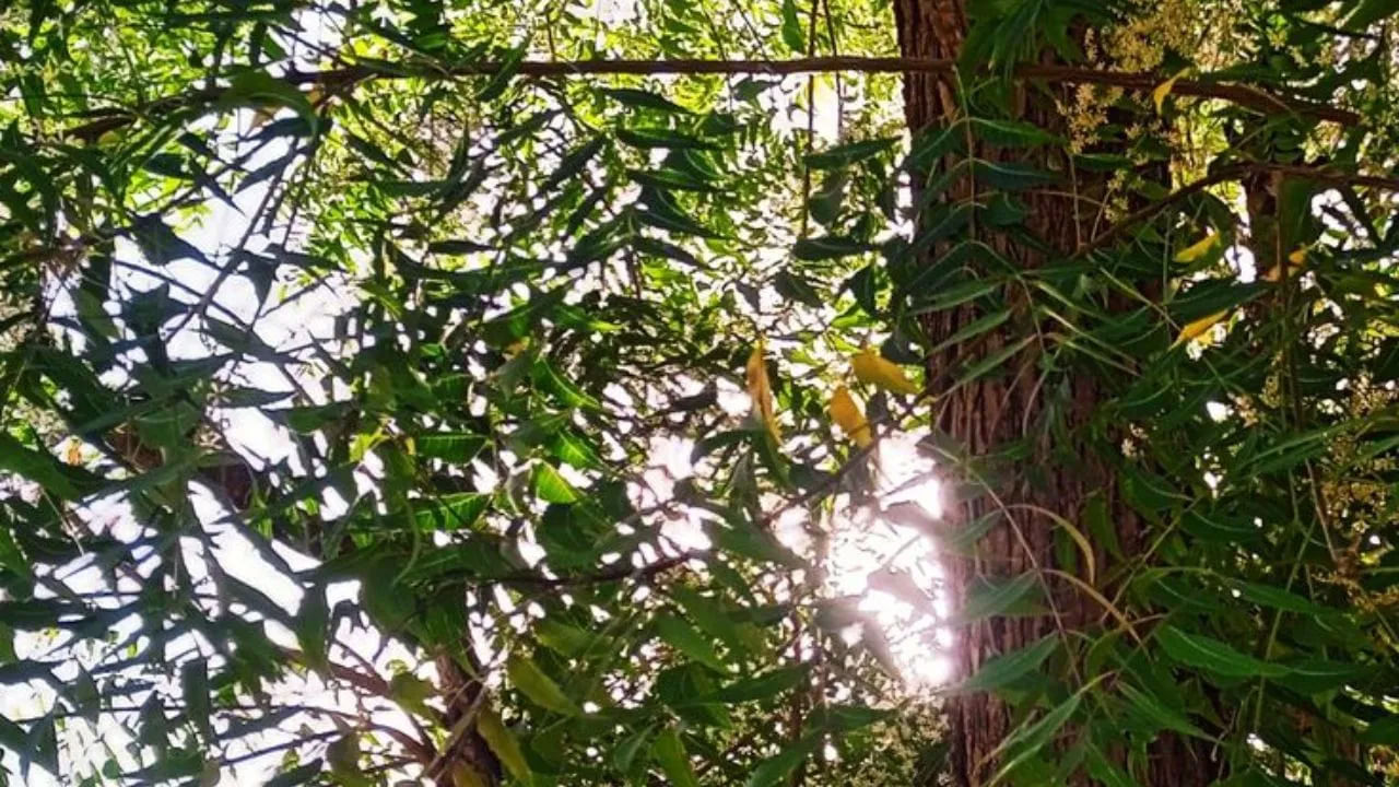 మందారం, వేప వంటి మొక్కలు క్రిమిసంహారకాలు, శక్తిని శుద్ధి చేసేవి. దక్షిణ దిశను యమ దిశగా పరిగణిస్తారు. కనుక ఈ మొక్కలను అక్కడ నాటడం వల్ల ప్రతికూల శక్తుల ప్రభావం తగ్గుతుంది.
 