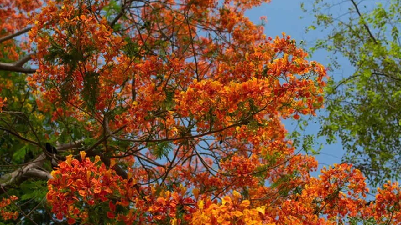 ఎరుపు రంగు మొక్కలు (ఎరుపు గులాబీ, మందార వంటివి) దక్షిణ దిశలోని అగ్ని శక్తిని సమతుల్యం చేస్తాయి. కుటుంబ సభ్యులకు శక్తిని, ఆత్మవిశ్వాసాన్ని అందిస్తాయి.