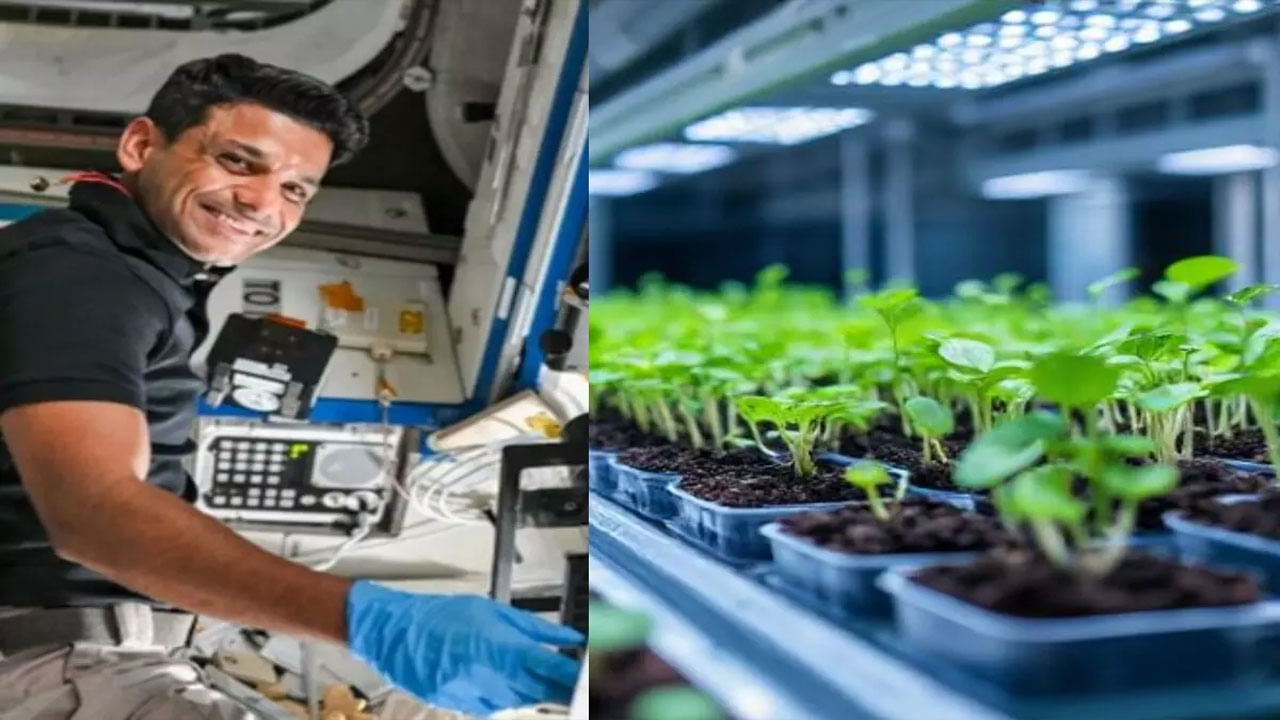 Shubhanshu Shukla: అంతరిక్షంలో మెంతులు, పెసర పంట... ఖరీఫ్‌ సీజన్‌ సేద్యం మొదలు పెట్టిన శుభాంశు