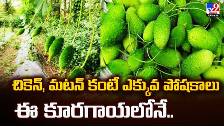 చికెన్, మటన్ కంటే ఎక్కువ పోషకాలు ఈ కూరగాయలోనే చికెన్, మటన్ కంటే ఎక్కువ పోషకాలు ఈ కూరగాయలోనే
