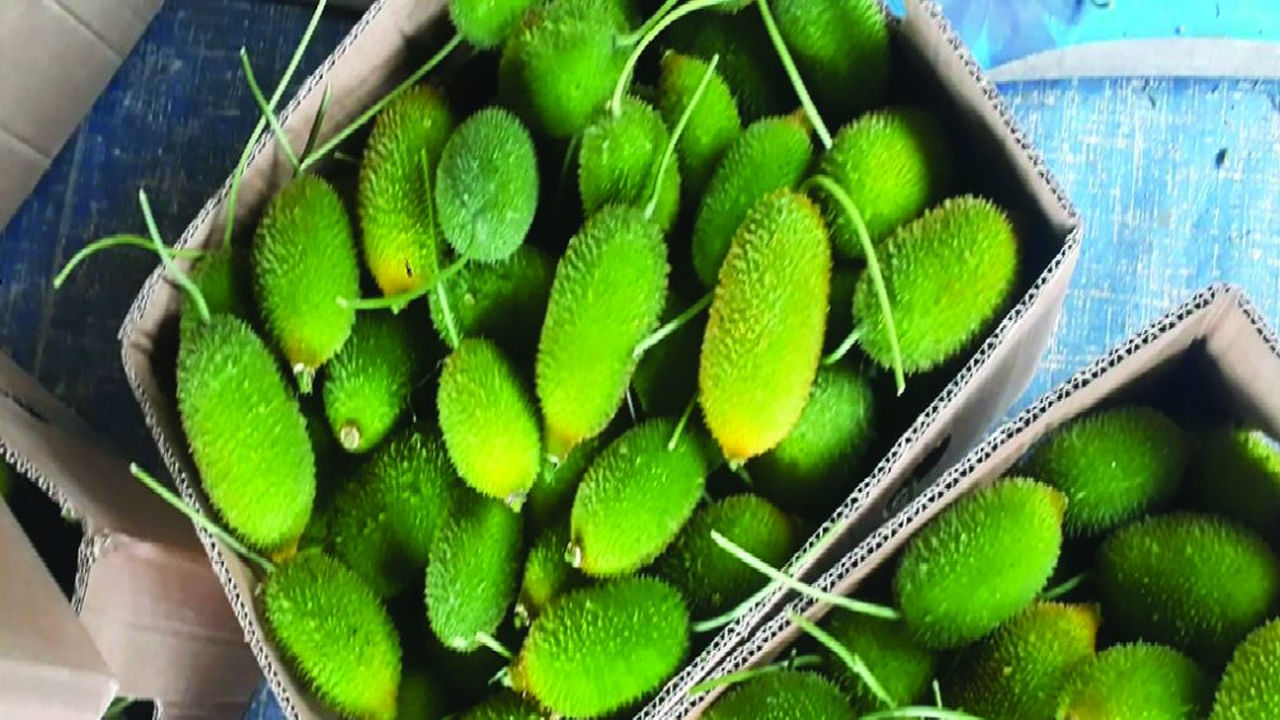 బోడ కాకరకాయలో చికెన్, మటన్‌ లాంటి మాంసాహారాల్లో కూడా లేని పోషకాలు లభిస్తాయి. ముఖ్యంగా వర్షకాలంలో బోడ కాకర తింటే వైరల్ ఇన్ఫెక్షన్‌లు దరిచేరవు. ఇందులో విటమిన్స్, మినరల్స్ పుష్కలంగా ఉన్నందున ప్రతి ఒక్కరూ తమ డైట్‌లో బోడకాకరను చేర్చుకోవాలని నిపుణులు చెబుతుంటారు.