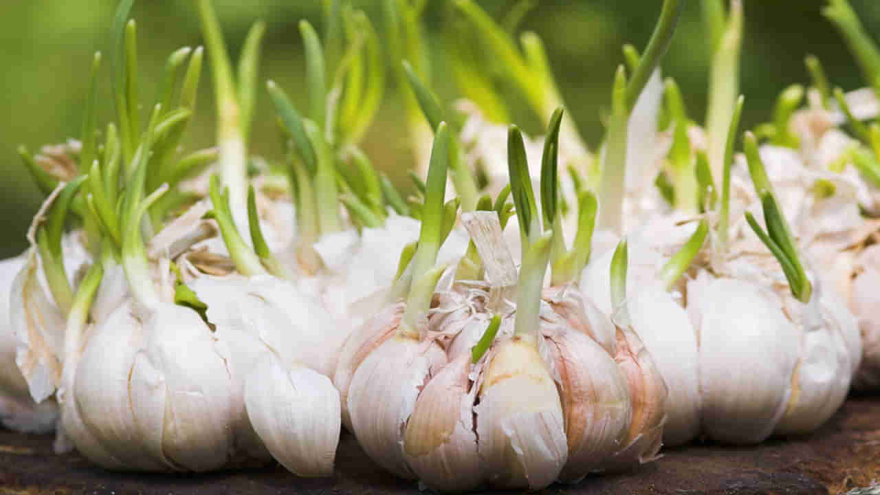Sprouted Garlic: మొలకెత్తిన వెల్లుల్లిలోనే ఎక్కువ పోషకాలు..! ఆహారంలో భాగంగా తీసుకుంటే..