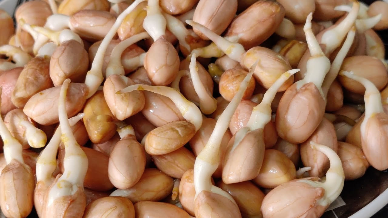 Sprouted Not Eat