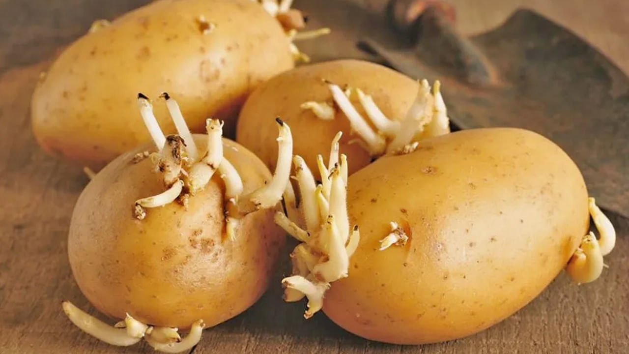 Sprouted Not Eat