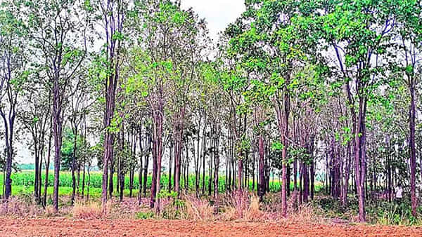 Telangana: ఈ పంట వేస్తే రైతులకు కాసుల పంటే - తక్కువ పెట్టుబడితో అధిక లాభాలు
