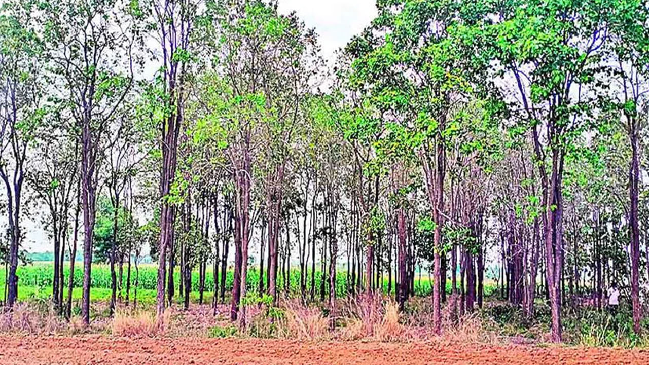 Telangana: ఈ పంట వేస్తే రైతులకు కాసుల పంటే - తక్కువ పెట్టుబడితో అధిక లాభాలు