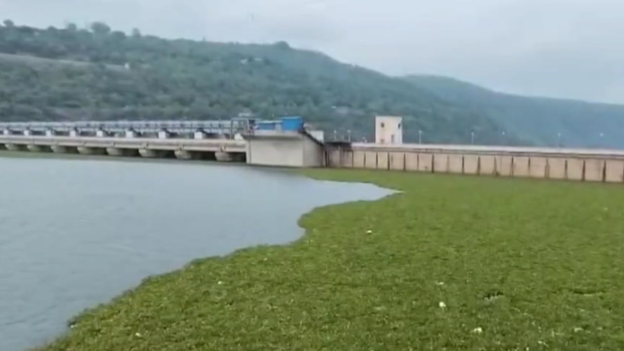 Watch Video: శ్రీశైలం బ్యాక్వాటర్లో అదో మాదిరి ఆకారం.. వల వేసి దగ్గరకు లాగి చూడగా..