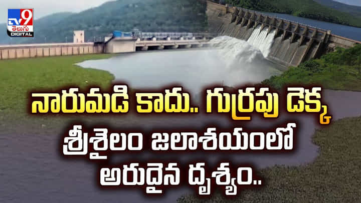 నారుమడి కాదు.. గుర్రపుడెక్క.. శ్రీశైలం జలాశయంలో అరుదైన దృశ్యం నారుమడి కాదు.. గుర్రపుడెక్క.. శ్రీశైలం జలాశయంలో అరుదైన దృశ్యం