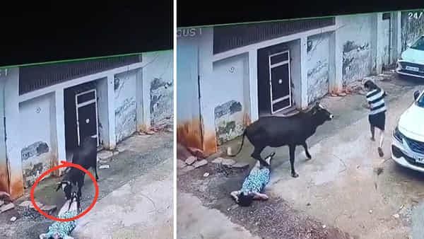 Viral Video: శ్రావణ సోమవారం నాడు దారుణం.. మహిళను కింద పడేసి కాళ్లతో ఘోరంగా తొక్కిన ఎద్దు! వీడియో వైరల్