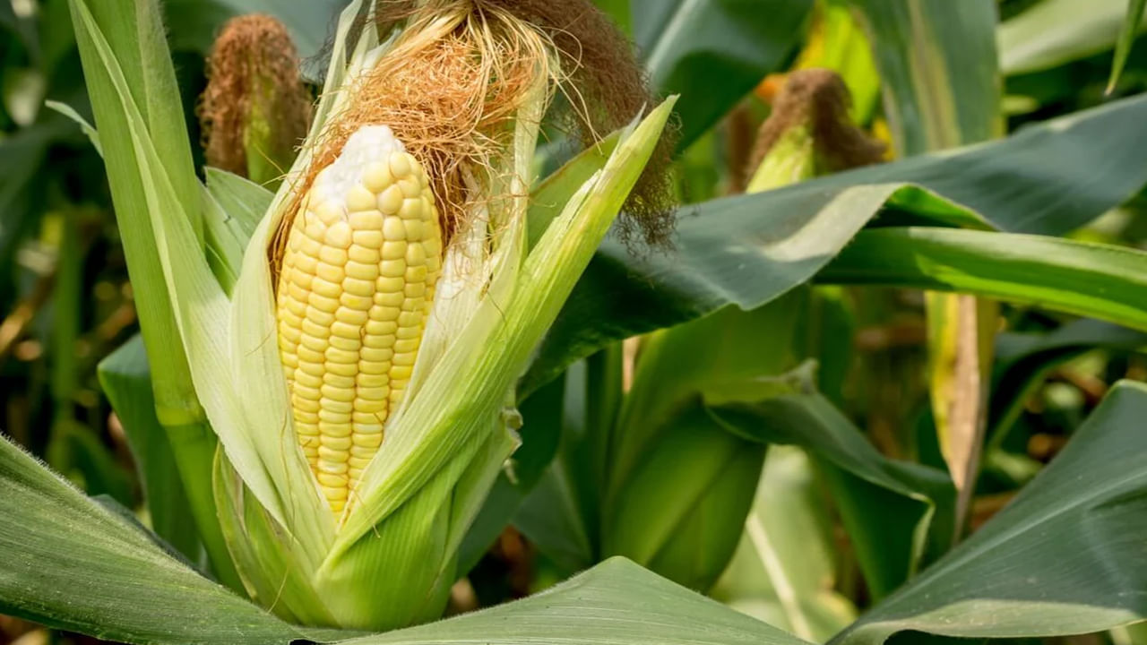 స్వీట్‌కార్న్‌లో ఫైబర్, విటమిన్లు, ఖనిజాలు, యాంటీఆక్సిడెంట్లకు మంచి మూలం. స్వీట్ కార్న్ కంటి ఆరోగ్యానికి మేలు చేస్తుంది. స్వీట్ కార్న్ లో బీటా కెరోటిన్, క్సాన్ థిన్స్, లూటైన్ వంటి యాంటీ యాక్సిడెంట్స్ ఎక్కువగా ఉంటాయి. కంటి చూపును మెరుగుపరుస్తుంది. దీనిలో ఉండే విటమిన్ సి శరీరం ఇన్ఫెక్షన్లతో పోరాడటానికి, గాయాలను నయం చేయడానికి సహాయపడుతుంది. 