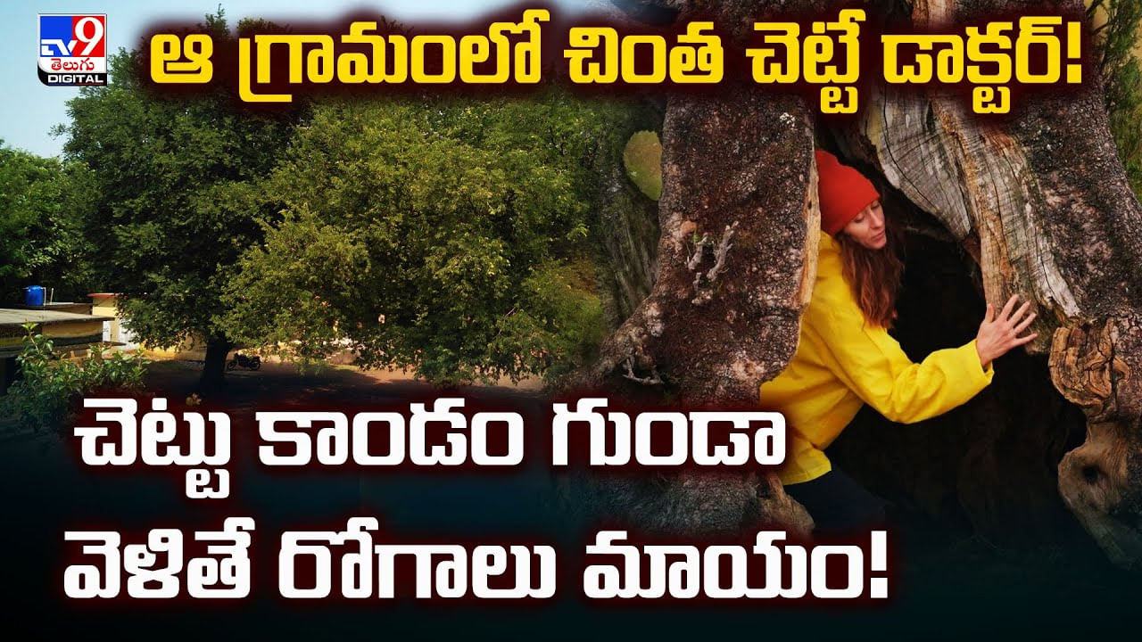 ఆ గ్రామంలో చింత చెట్టే డాక్టర్! చెట్టు కాండం గుండా వెళితే రోగాలు మాయం!
