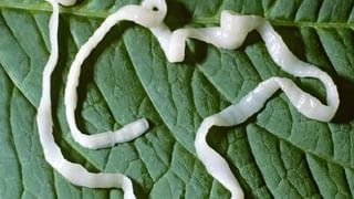 MirchiVada: ఆలూ స్టఫింగ్‌తో చేసే జోధ్‌పురి  మిర్చివడా.. ఇలా చేస్తే ముక్క మిగల్చరు..