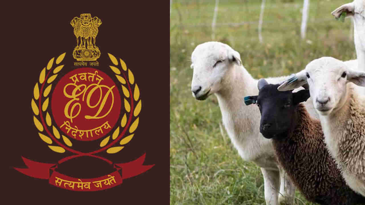 Telangana: గొర్రెల పంపిణీ కేసులో దూకుడు పెంచిన ఈడీ.. సోదాల్లో వెలుగులోకి విస్తుపోయే నిజాలు!