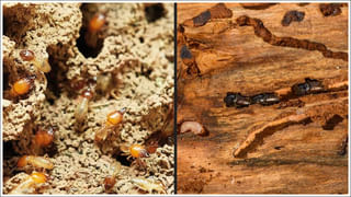 Health Tips: రుచిగా ఉన్నాయని తెగ తింటున్నారా..? అయితే ఇది కచ్చితంగా తెలుసుకోవాల్సిందే!