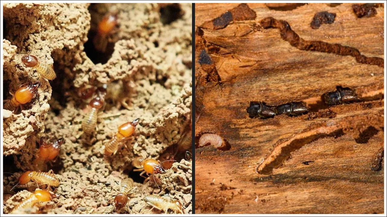 Home Remedies: ఇంట్లో వస్తువులకు చెదలు పడుతున్నాయా? ఇలా చేస్తే అస్సలు ఉండవు.. అద్భుతమైన చిట్కాలు!