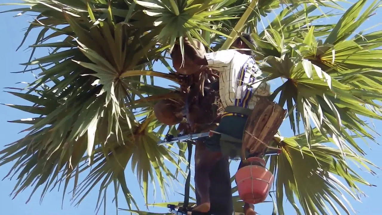 ఇలా ఆల్కహాల్ శాతం పెరిగి, మత్తు ఇచ్చే కల్లును తాగడం వల్ల ఎన్నో రకాల దుష్ప్రభావాలు ఉన్నాయని నిపుణులు చెబుతున్నారు. ఇది శరీరంలోని ఊపిరి తిత్తులు, కాలేయాన్ని, గుండెపై తీవ్ర ప్రభావం చూపించి.. పాడయ్యేందుకు తోడ్పడుతుంది.