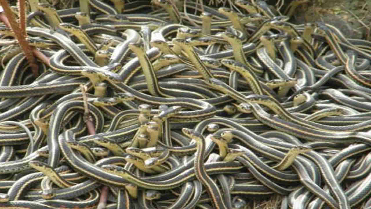 భూకంపం హెచ్చరికలు.. కుప్పలు తెప్పలుగా బయటకొచ్చిన పాములు..!