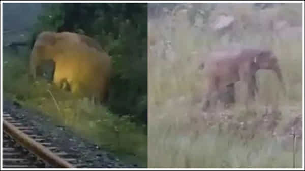Viral Video: ఏనుగు కోసం ఏకంగా 2 గంటల పాటు నిలిచిపోయిన రైలు.. కారణం తెలిస్తే ప్రశంసించాల్సిందే!
