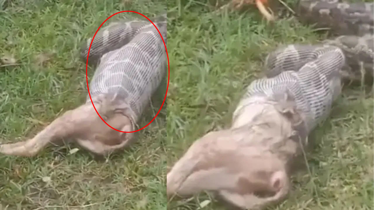 Viral Video: ఉబ్బిన పొట్టతో కదులుతూ కనిపించిన కొండచిలువ.. కాసేపటికి కక్కింది చూడగా