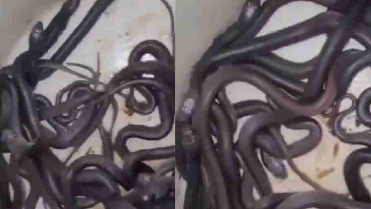 Viral Video: పశువుల కొట్టం నుంచి ఏవో చప్పుళ్లు.. కనిపించింది చూడగా పరుగో పరుగు..