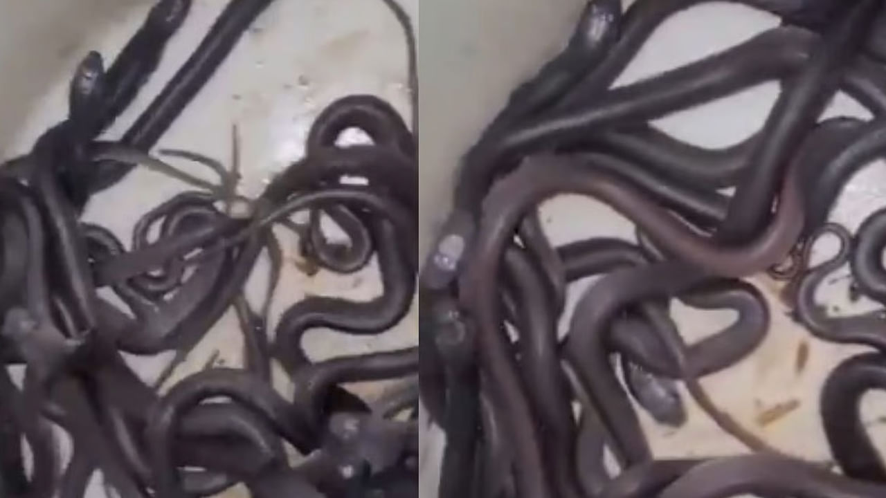 Viral Video: పశువుల కొట్టం నుంచి ఏవో చప్పుళ్లు.. కనిపించింది చూడగా పరుగో పరుగు..