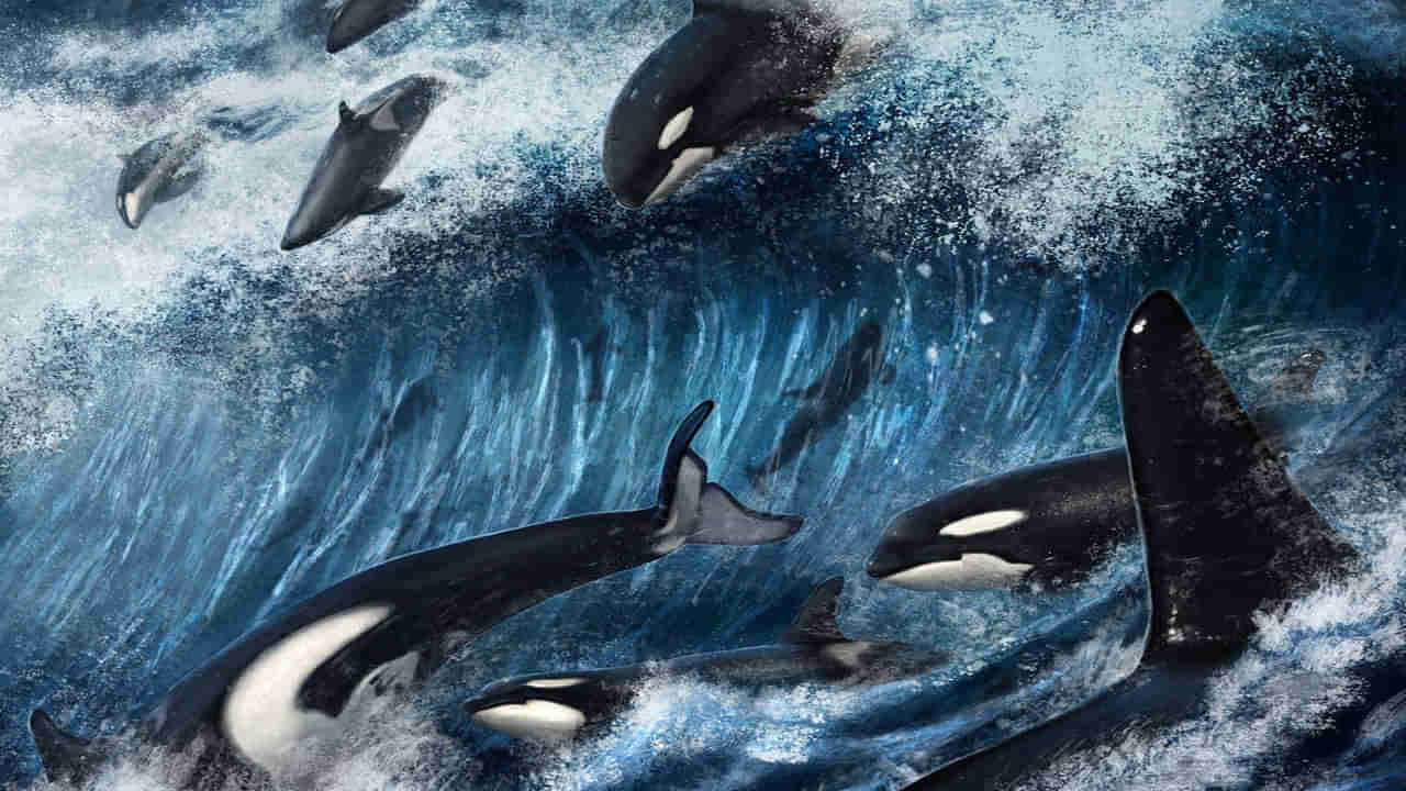 Tsunami Effect Video: పసిపిక్ తీరంలో విరుచుకుపడ్డ సునామీ... ఒడ్డుకు కొట్టుకొచ్చిన తిమింగళాలు.. వీడియోలు వైరల్