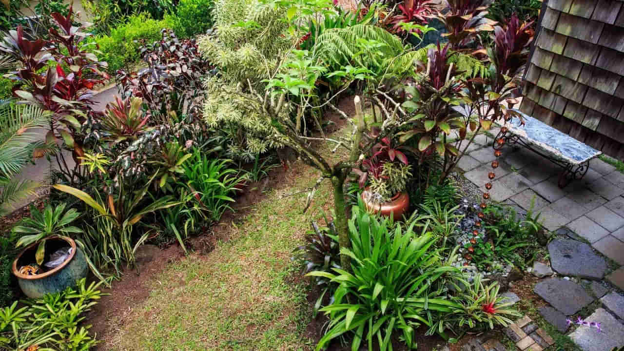 Vastu Tips: శ్రావణ మాసంలో ఇంట్లో ఈ మొక్కలు పెంచండి.. ఆరోగ్యం, సిరిసంపదలు మీ సొంతం