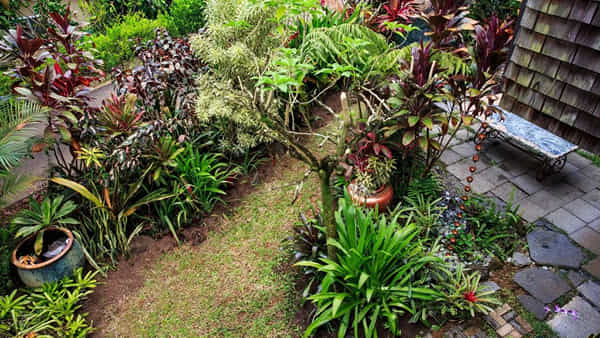 Vastu Tips: శ్రావణ మాసంలో ఇంట్లో ఈ మొక్కలు పెంచండి.. ఆరోగ్యం, సిరిసంపదలు మీ సొంతం