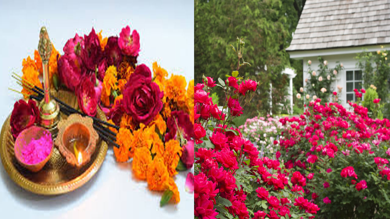 Vastu Tips: ఈ మొక్కను ఈ దిశలో నాటితే.. లక్ష్మీ దేవి, శుక్రుల అనుగ్రహం మీ సొంతం..