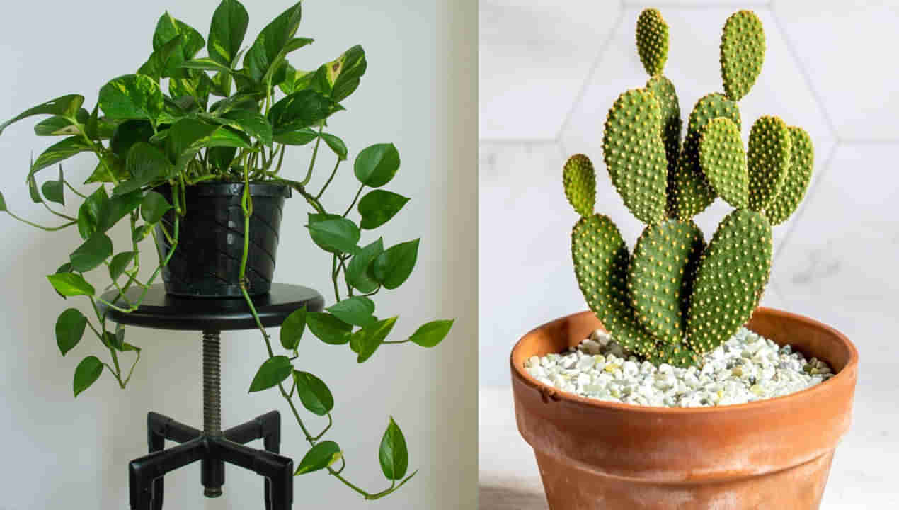 Vastu Tips for Home: అందం కోసం ఈ మొక్కలు లేదా చెట్లను ప్రధాన ద్వారం దగ్గర పెట్టుకుంటున్నారా..! కష్టాలకు వెల్కమ్ చెప్పినట్లే