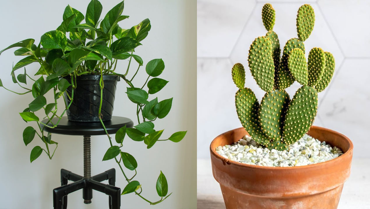 Vastu Tips for Home: అందం కోసం ఈ మొక్కలు లేదా చెట్లను ప్రధాన ద్వారం దగ్గర పెట్టుకుంటున్నారా..! కష్టాలకు వెల్కమ్ చెప్పినట్లే