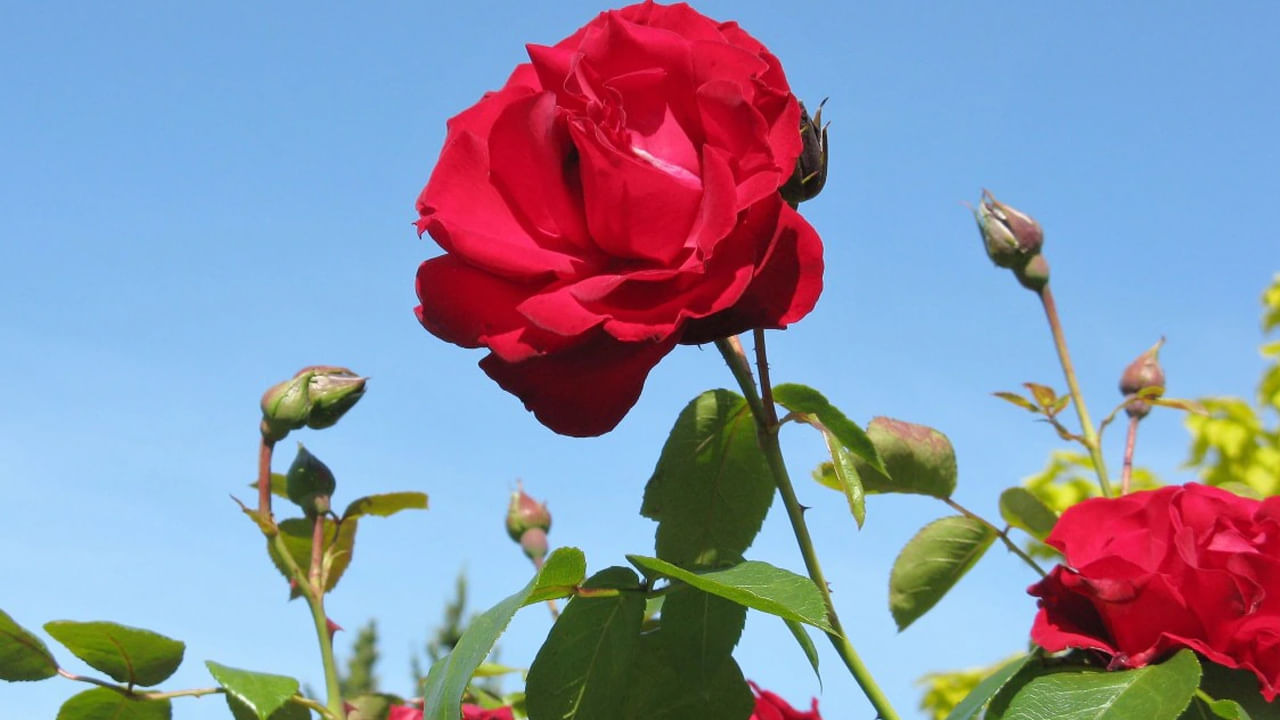 గులాబీ మొక్క : ఇంటిలోపల ఎప్పుడూ గులాబీ మొక్క ఫొటోలను పెట్టుకోకూదంట. దీని వలన ఇంట్లో డబ్బు కొరత ఎక్కువగా వస్తుంది. అలాగే ఇంట్లో ప్రతికూలత పెరిగిపోతుందని చెబుతున్నారు పండితులు.