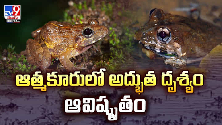 ఆత్మకూరులో అద్భుత దృశ్యం ఆవిష్కృతం వీడియో ఆత్మకూరులో అద్భుత దృశ్యం ఆవిష్కృతం వీడియో