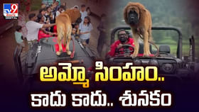 అమ్మో సింహం.. కాదు కాదు.. శునకం వీడియో అమ్మో సింహం.. కాదు కాదు.. శునకం వీడియో