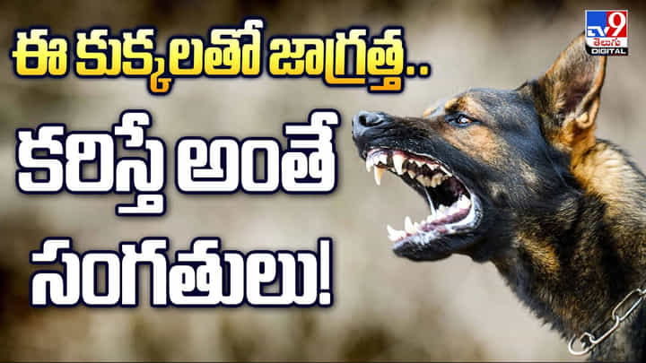 ఈ కుక్కలతో జాగ్రత్త.. కరిస్తే అంతే సంగతులు వీడియో ఈ కుక్కలతో జాగ్రత్త.. కరిస్తే అంతే సంగతులు వీడియో