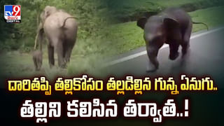 అందమైన అమ్మాయి ఫోటో దిగుతుంటే.. ఏనుగు పిల్ల ఏం చేసిందో చూడండి!
