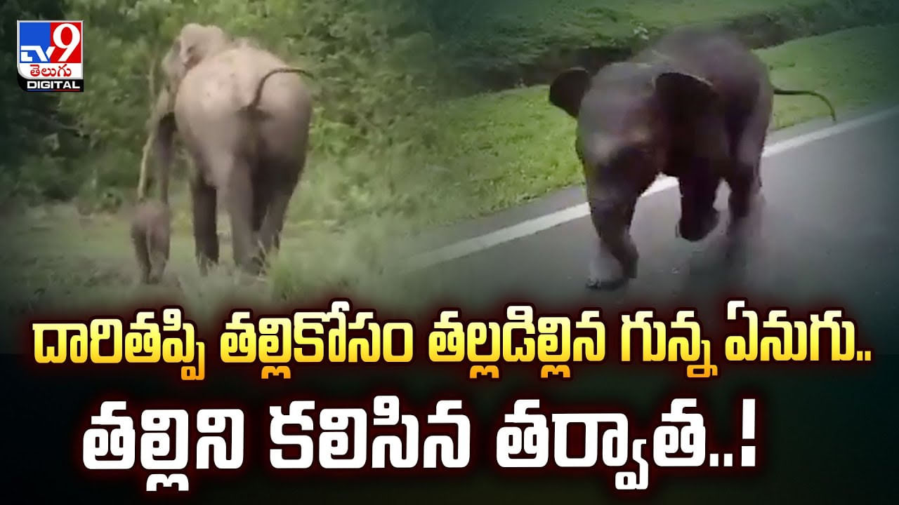 దారితప్పి తల్లికోసం తల్లడిల్లిన గున్న ఏనుగు.. తల్లిని కలిసిన తర్వాత వీడియో