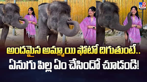 అందమైన అమ్మాయి ఫోటో దిగుతుంటే.. ఏనుగు పిల్ల ఏం చేసిందో చూడండి!