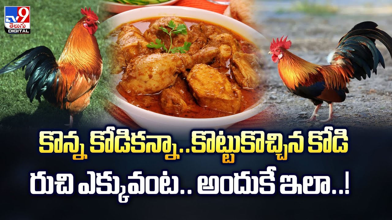కొన్న కోడికన్నా..కొట్టుకొచ్చిన కోడి రుచి ఎక్కువంట.. అందుకే వీడియో