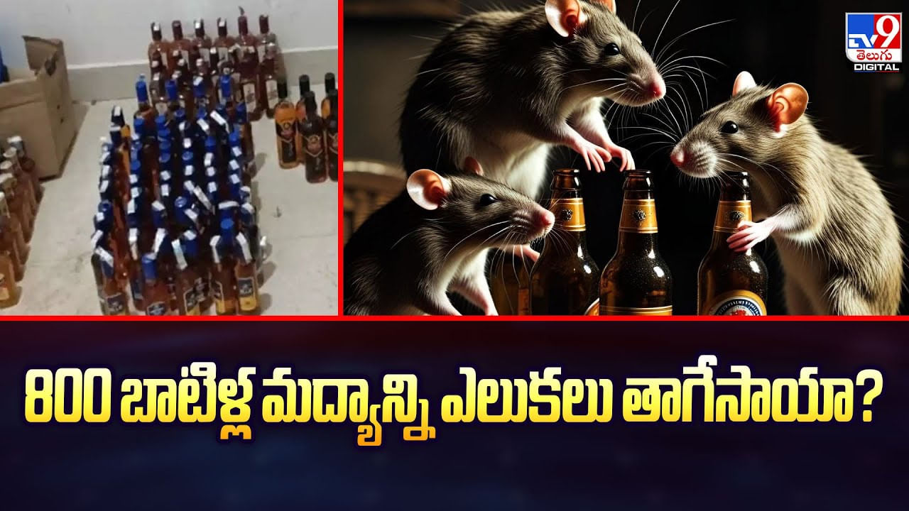 800 బాటిళ్ల మద్యాన్ని ఎలుకలు తాగేసాయా? వీడియో