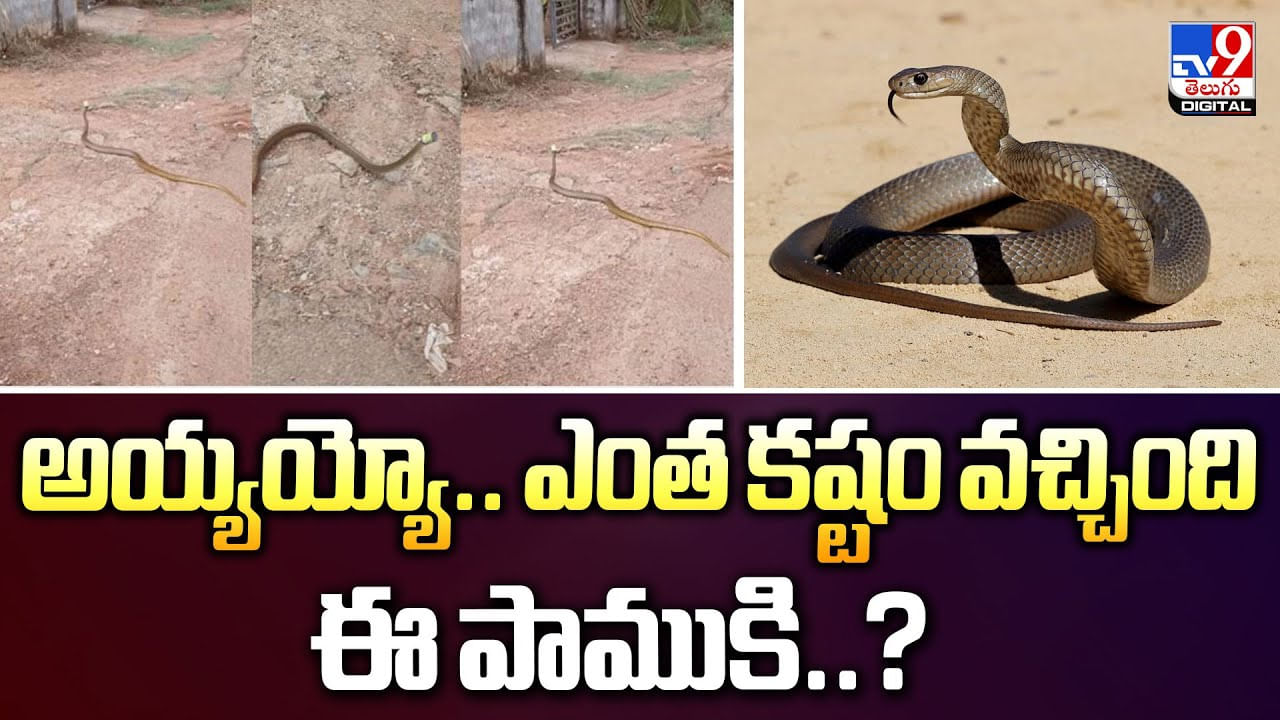 అయ్యయ్యో.. ఎంత కష్టం వచ్చింది ఈ పాముకి వీడియో