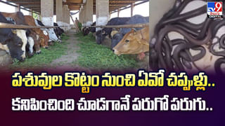 అయ్యయ్యో.. ఎంత కష్టం వచ్చింది ఈ పాముకి వీడియో