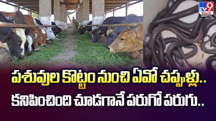 పశువుల కొట్టం నుంచి ఏవో చప్పుళ్లు.. కనిపించింది చూడగానే పరుగో పరుగు.. పశువుల కొట్టం నుంచి ఏవో చప్పుళ్లు.. కనిపించింది చూడగానే పరుగో పరుగు..
