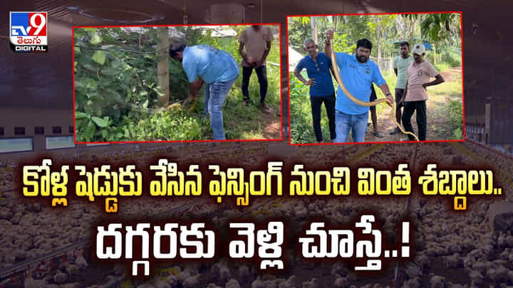 కోళ్ల షెడ్డుకు వేసిన ఫెన్సింగ్ నుంచి వింత శబ్దాలు.. దగ్గరకు వెళ్లి చూస్తే వీడియో కోళ్ల షెడ్డుకు వేసిన ఫెన్సింగ్ నుంచి వింత శబ్దాలు.. దగ్గరకు వెళ్లి చూస్తే వీడియో